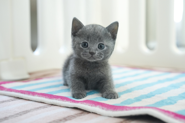 러시안블루_남아_냥이와양이_180352 복사 65.jpg