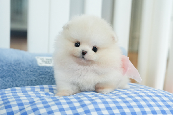 포메_여아_거북애견_290137 복사.jpg