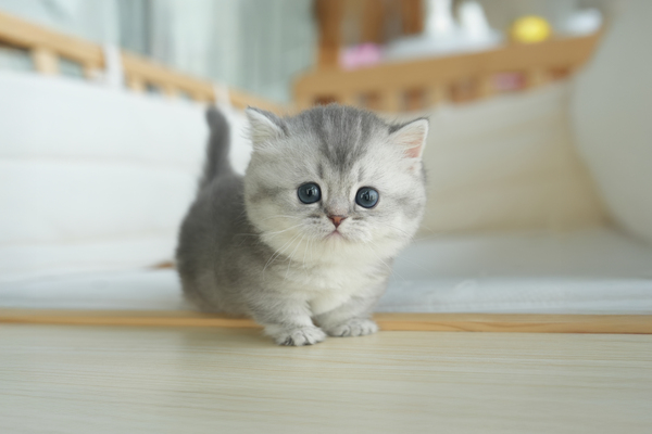 먼치킨_여아_논산냥이네_280588 복사.jpg