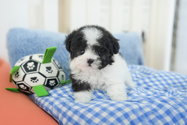 말티푸(실버파티)_남아_강아지나라_830540 복사 저나.jpg