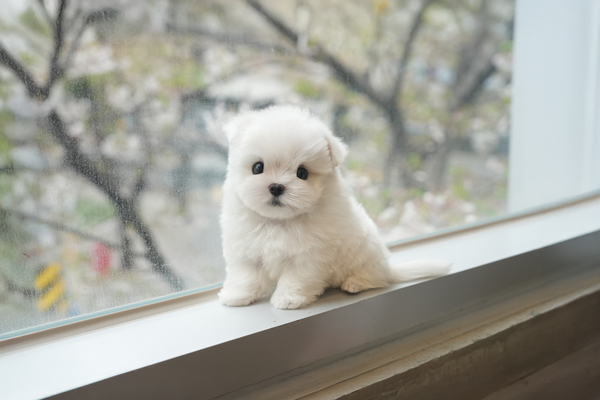 말티즈_남아_나산켄넬_860235 복사 무료.jpg