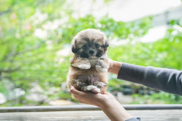 말티푸_여아_서울애견_670120 복사 35.jpg