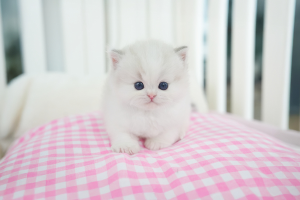 랙돌_여아_유림캐터리_330439 복사.jpg