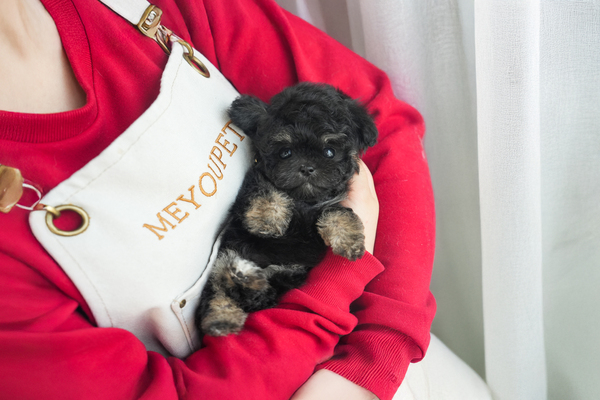 토이푸들_남아_와우켄넬_280537 복사.jpg