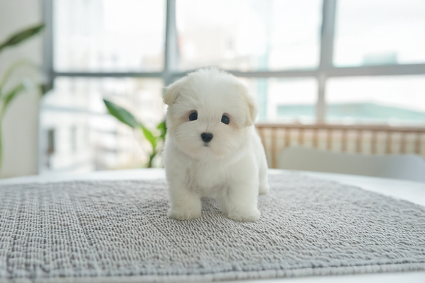 꼬똥티즈_여아_최애련_720140 복사 저나.jpg