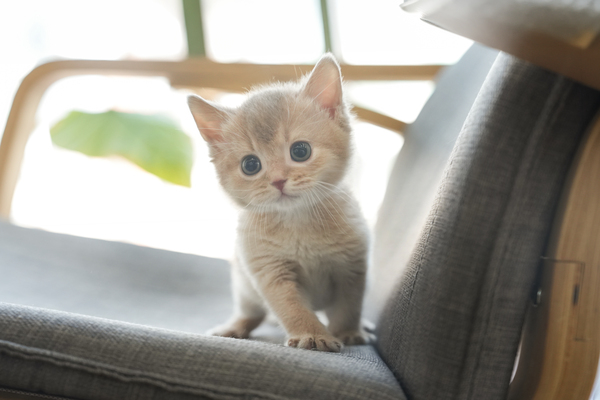 아비시니안_남아_진이캣_340443 복사.jpg