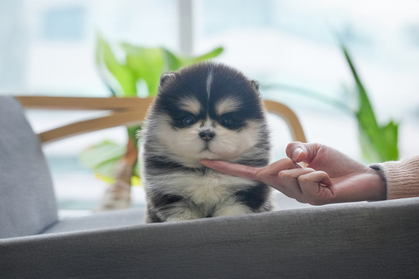 폼스키_남아_부광원_730285 복사 저나.jpg