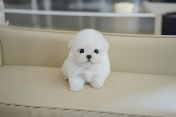 미니비숑_남아_에이스켄넬_0104100 복사.jpg