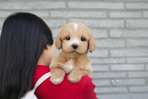 골든두들_여아_상수_400430 복사.jpg