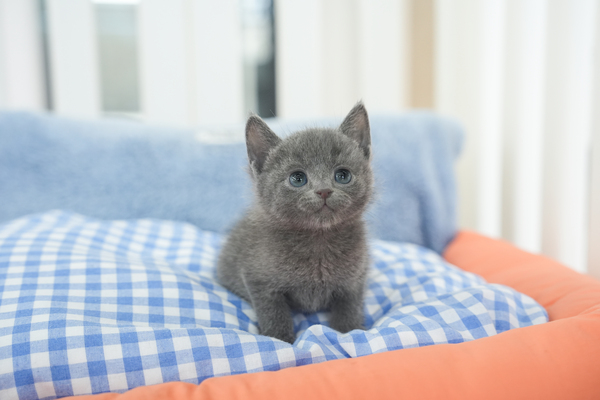 러시안블루_남아_핑크체리_300220 복사 65.jpg