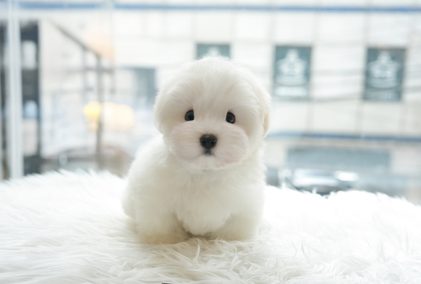 꼬똥_여아_유일_0901340 복사.jpg