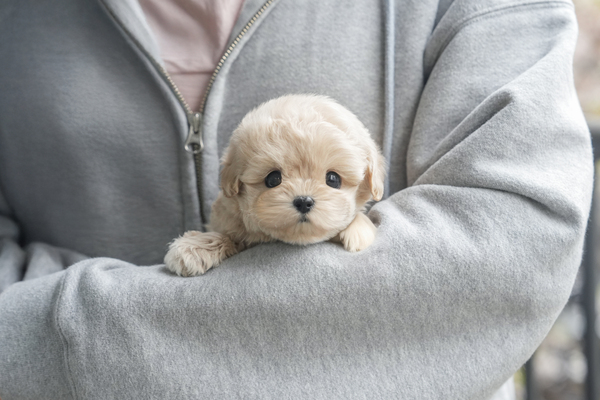 말티푸_남아_pd네_130246 복사25.jpg