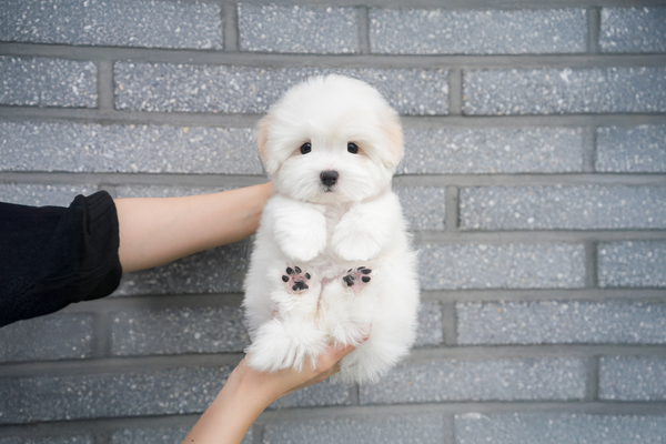 꼬똥_여아_수아펫_2201210 복사.jpg