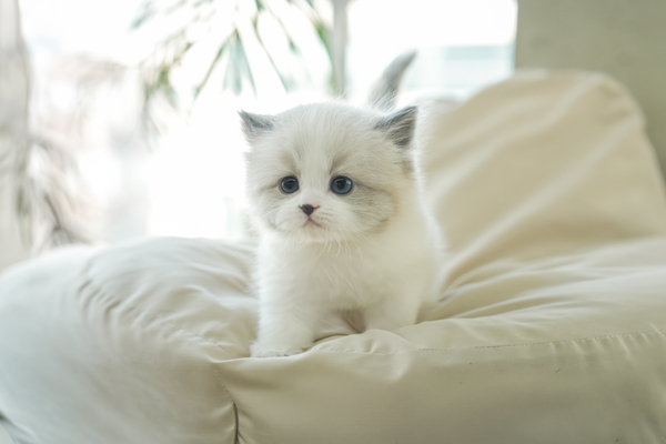 랙돌_남아_포켓_150630 복사.jpg