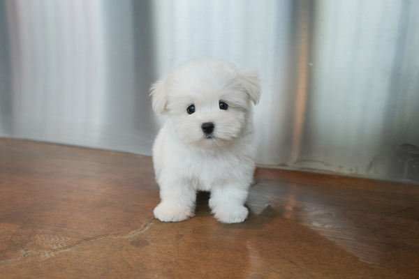 꼬똥티즈_남아_최애련_720238 복사 저나.jpg