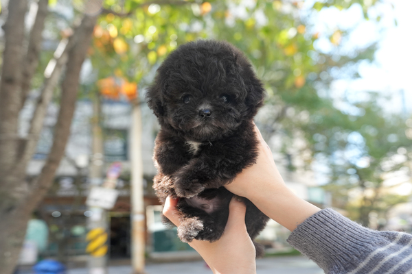 토이푸들(실버)_남아_PD네_210244 복사 전화.jpg