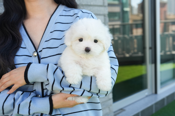 꼬숑_남아_도담퍼피_270141 35.jpg