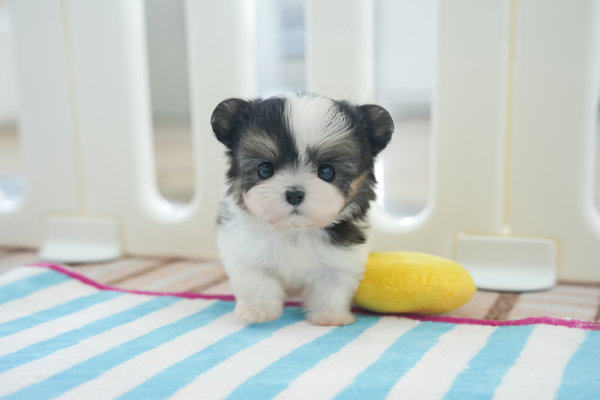 말티푸_여아_아리랑밸리켄넬_280145 복사.jpg