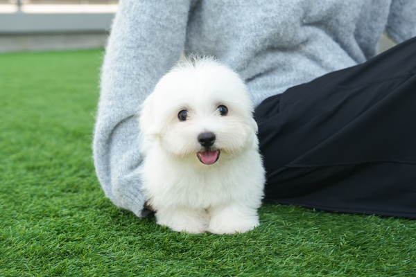 꼬숑_남아_로망스켄넬_290440 복사35.jpg