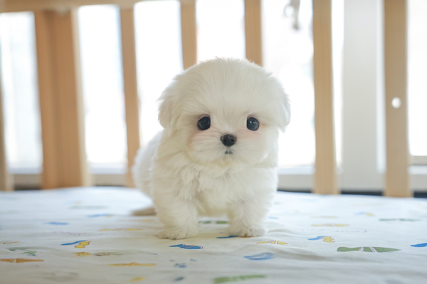 말티즈_남아_논현켄넬_090433 복사25.jpg