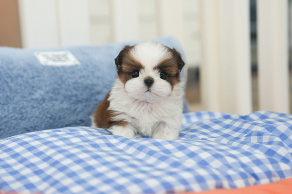 시츄_남아_ygs켄넬_260140 복사 저나.jpg