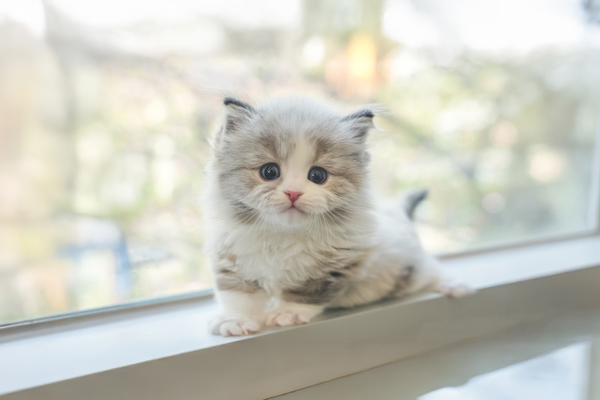 랙돌_남아_포캣_440663 복사.jpg