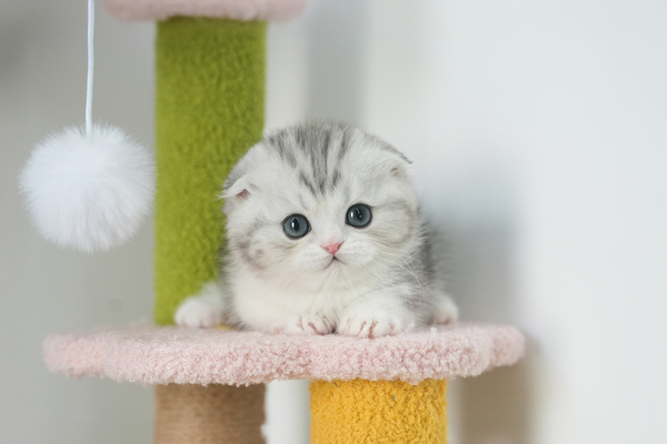 먼치킨_남아_라온캐터리_240238 복사 저나.jpg