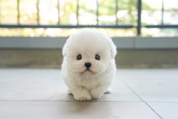 미니비숑_여아_서울애견_630729 복사.jpg