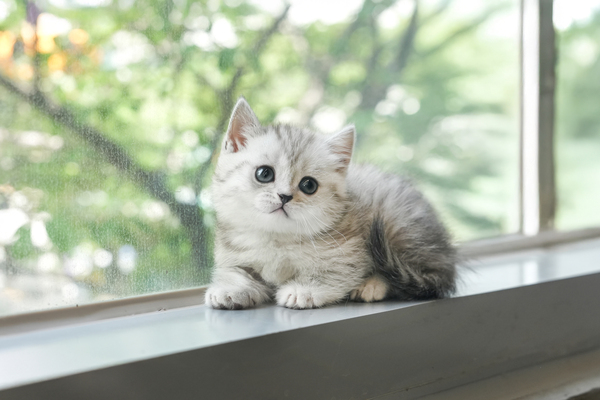 먼치킨_남아_소라캣_100430 복사 저나.jpg