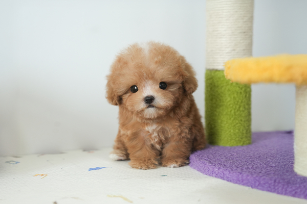 토이푸들_남아_v에스더_030337 복사25.jpg