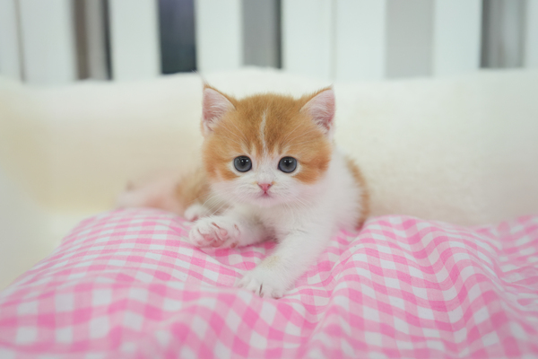 브숏_남아_소라캣_060620 복사35.jpg