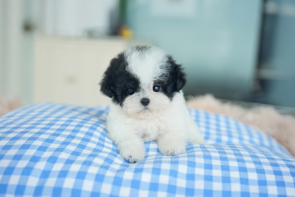 토이푸들(블랙파티)_여아_한돌_430160 복사.jpg