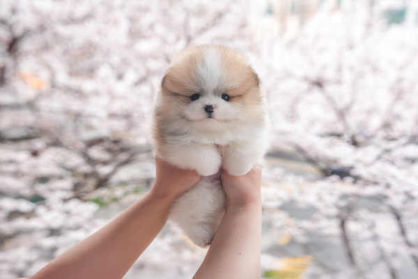 포메_남아_짱구_240234 복사.jpg