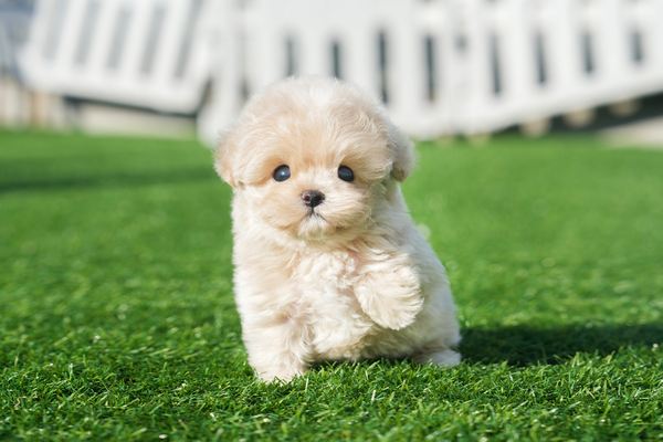 말티푸_남아_에이스켄넬_030940 복사35.jpg