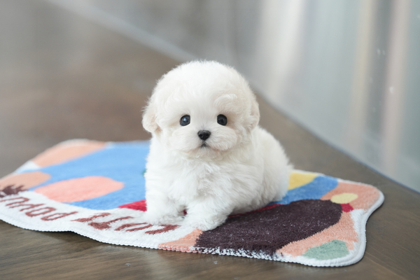 미니비숑_남아_에이스켄넬_010860 복사 저나.jpg