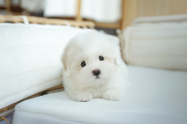 꼬똥_남아_유일_0902160 복사.jpg