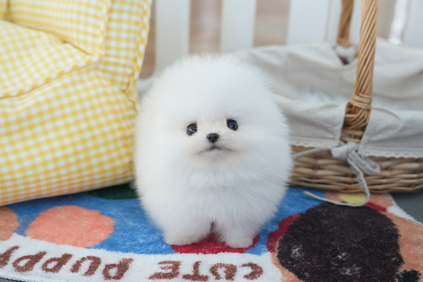 포메_남아_뭉치켄넬_121355 무료.jpg
