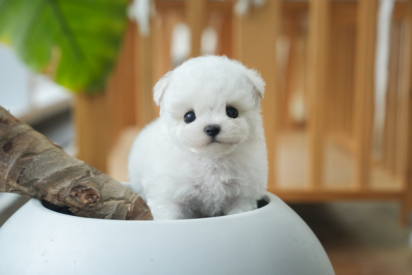 미니비숑_남아_혜민스타젠_740231 복사15.jpg