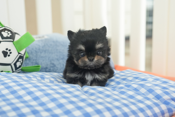 말치_남아_동성_530435 복사 저나.jpg