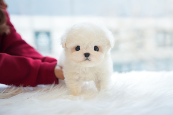 미니비숑_남아_동성_500328 복사35.jpg