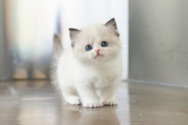 랙돌_남아_말괄냥이_350720 -45.jpg