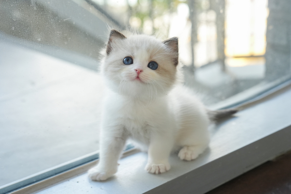 랙돌_남아_말괄냥이_350320 복사45.jpg