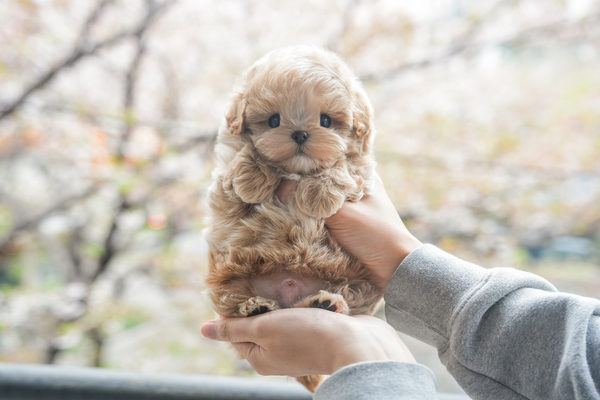 말티푸_남아_이정애_250429 복사25.jpg