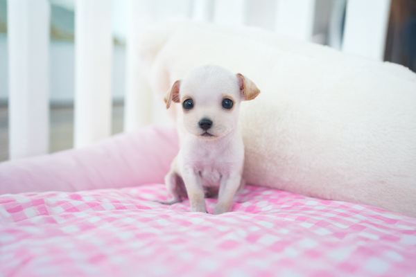 미니핀_남아_미진켄넬_220422 저나.jpg