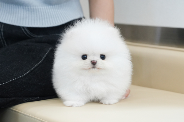 포메_여아_해성펫_440657 복사.jpg