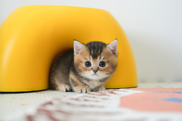 먼치킨_남아_소라캣_100546 복사 저나.jpg