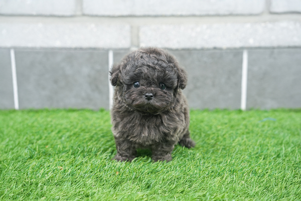 토이푸들(블루)_남아_피닉스_220148 복사 저나.jpg