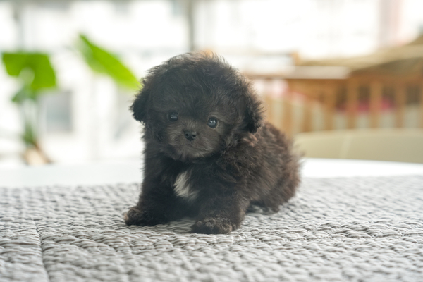 토이푸들(실버)_남아_군위_790542 복사.jpg