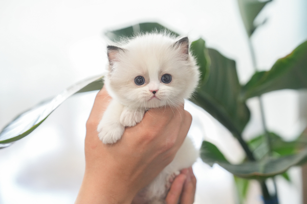 랙돌_여아_자매캣_160623 복사.jpg