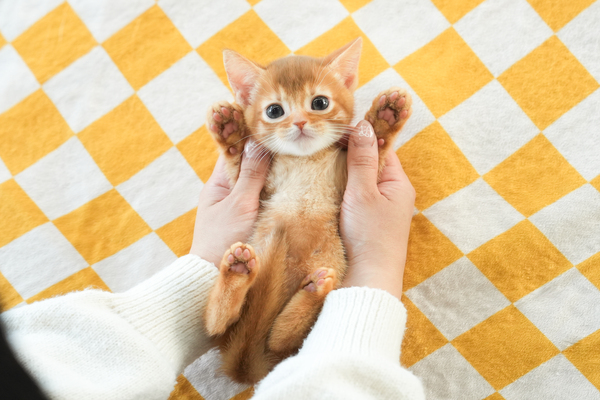 아비시니안_여아_예삐캣_390733 복사.jpg